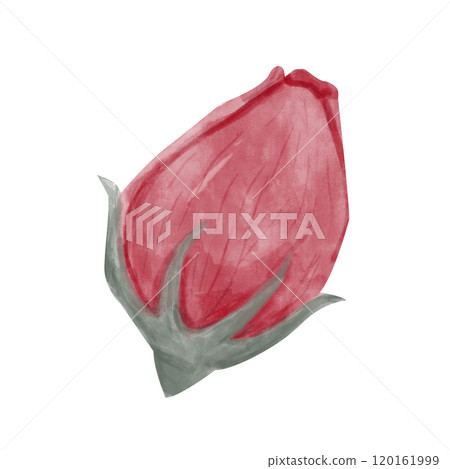 Bud Rose Red Petals, Flower Head Watercolor Digital Illustration, Painterly Clipart for Print and Web, Poster, Poster, Invitation, Typography, Juicy and Bright Bud Rose Red Petals, Flower Head Watercolor Digital Illustration, Painterly Clipart for Print and Web, Poster, Poster, Invitation, Typography, Juicy and Bright 120161999
