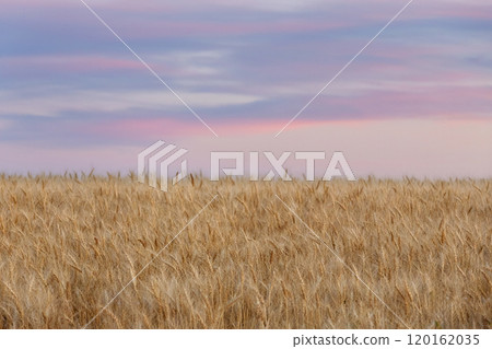 Golden wheat field and purple and pink sunset sky. Golden wheat field and purple and pink sunset sky. 120162035
