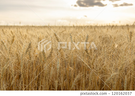 Country landscape with yellow wheat heads in the field. Country landscape with yellow wheat heads in the field. 120162037