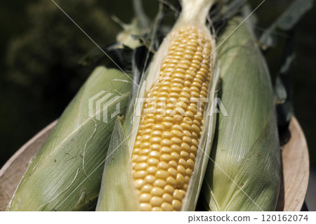 Corn with corn 120162074