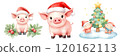Three cheerful pigs wearing Santa hats, surrounded by festive decorations, including a Christmas tree and holly. 120162113