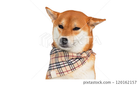 isolated portrait shiba inu wearing plaid scarf isolated portrait shiba inu wearing plaid scarf 120162157