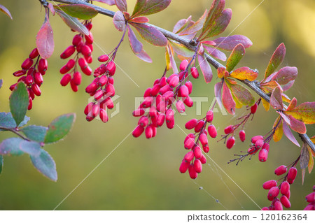 Vibrant red berries of the European barberry hanging on a branch Vibrant red berries of the European barberry hanging on a branch 120162364