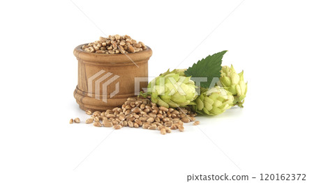 Wooden barrel with hops and wheat grains isolated on white background Wooden barrel with hops and wheat grains isolated on white background 120162372