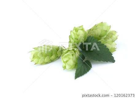 Green hops cones with fresh leaves isolated on white background 120162373