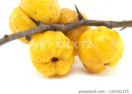 Close-Up of Fresh Ripe Yellow Maule's Quince Fruit on Branch Isolated on White Background Close-Up of Fresh Ripe Yellow Maule's Quince Fruit on Branch Isolated on White Background 120162375