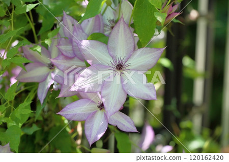 Clematis flower utopia Clematis flower utopia 120162420