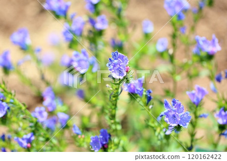 Echium Flower Bulgare Echium Flower Bulgare 120162422