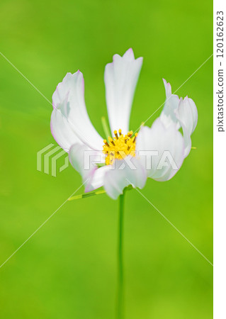 Flowers around the house, various seasons, autumn flower field, delicate white and pink flowers swaying in the autumn breeze, beautiful and pure cosmos 120162623