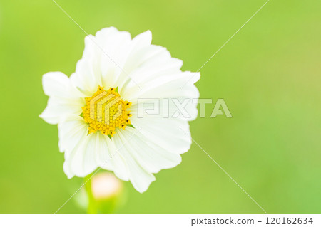 Flowers around the house, various seasons, autumn flower field, delicate white and pink flowers swaying in the autumn breeze, beautiful and pure cosmos 120162634