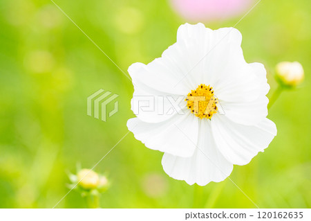 Flowers around the house, various seasons, autumn flower field, delicate white and pink flowers swaying in the autumn breeze, beautiful and pure cosmos Flowers around the house, various seasons, autumn flower field, delicate white and pink flowers swaying in the autumn breeze, beautiful and pure cosmos 120162635