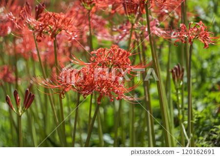 紅蜘蛛百合在陽光下閃閃發光 120162691