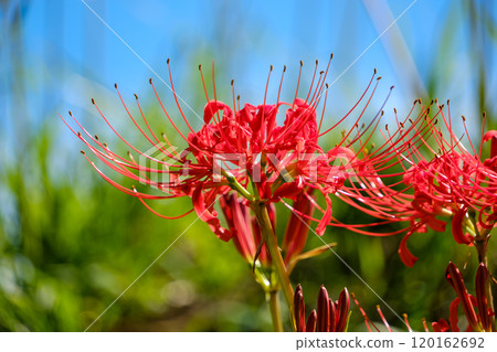 在藍天中閃耀的簇狀孤挺花 120162692