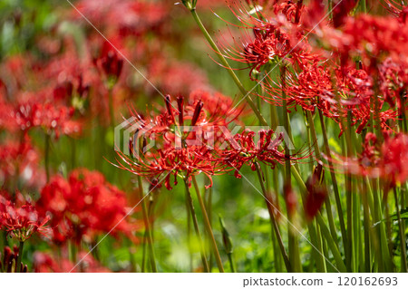 Spider lilies shining in the sunlight 120162693