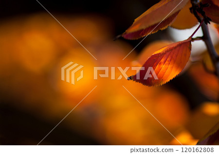 Autumn leaves of cherry blossoms on the Shinano River and Yasuragi Embankment 120162808