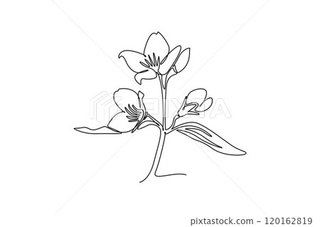 beauty fresh evergreen jasmine flower for home wall decor art print. Decorative poster jasminum concept for gardening 120162819