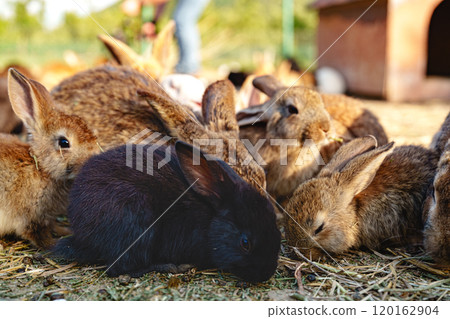 Brown rabbit stands among a group of other rabbits in a sunny outdoor setting 120162904