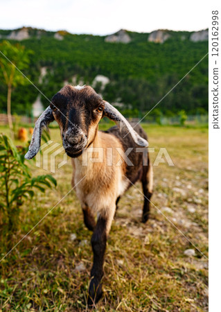 A friendly goat exploring a grassy field under a clear sky in a serene countryside 120162998
