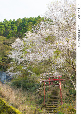 Cherry blossoms at a small Inari shrine (Nobeoka City, Miyazaki Prefecture) Cherry blossoms at a small Inari shrine (Nobeoka City, Miyazaki Prefecture) 120163122