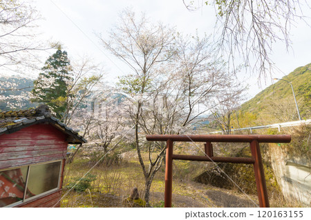 Cherry blossoms at a small Inari shrine (Nobeoka City, Miyazaki Prefecture) Cherry blossoms at a small Inari shrine (Nobeoka City, Miyazaki Prefecture) 120163155