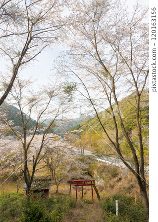 Cherry blossoms at a small Inari shrine (Nobeoka City, Miyazaki Prefecture) 120163156