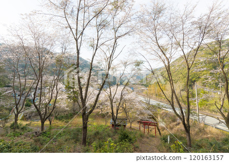 Cherry blossoms at a small Inari shrine (Nobeoka City, Miyazaki Prefecture) Cherry blossoms at a small Inari shrine (Nobeoka City, Miyazaki Prefecture) 120163157