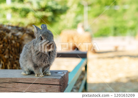 A small brown rabbit curiously explores a wooden bench near hay bales in a sunny farm A small brown rabbit curiously explores a wooden bench near hay bales in a sunny farm 120163209