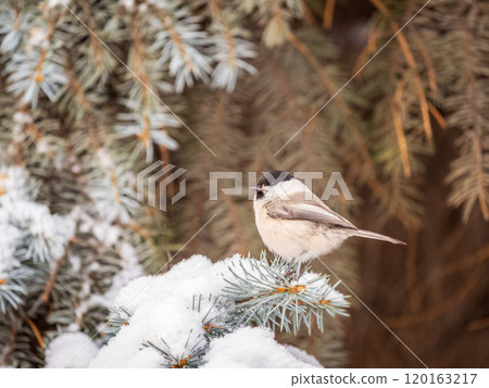 Cute bird the willow tit, song bird sitting on the fir branch with snow in winter 120163217
