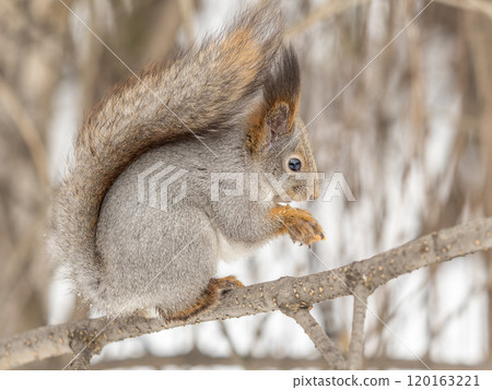 The squirrel with nut sits on tree in the winter or late autumn 120163221