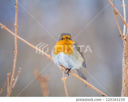 Cute bird the European Robin, Erithacus rubecula. sitting on the tree branch in winter. 120163230
