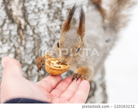 Squirrel eats nuts from a man's hand. Caring for animals in winter or autumn. 120163232