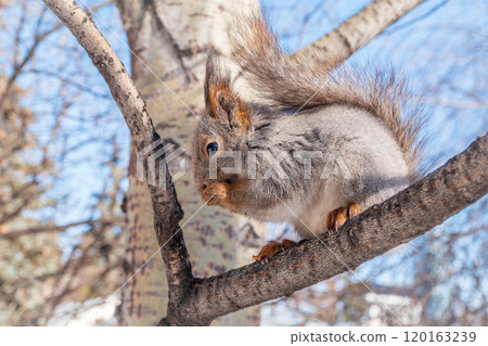 Squirrel eats nuts from a man's hand. Caring for animals in winter or autumn. 120163239