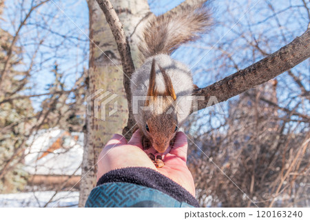 Squirrel eats nuts from a man's hand. Caring for animals in winter or autumn. 120163240