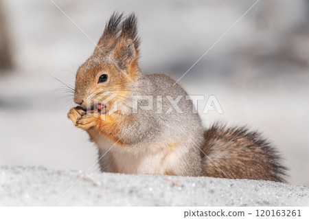 The squirrel in winter sits on white snow. 120163261