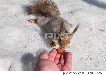 Squirrel eats nuts from a man's hand. Caring for animals in winter or autumn. Squirrel eats nuts from a man's hand. Caring for animals in winter or autumn. 120163269