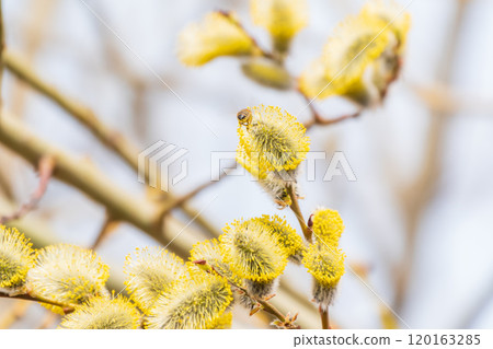 Nature awakes in spring. Blooming willow twigs and furry willow-catkins, so called seals or cats. Holly willow, Salix caprea 120163285