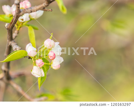 White blossoming apple trees. White apple tree flowers White blossoming apple trees. White apple tree flowers 120163297