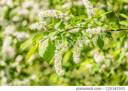 White flowers blooming bird cherry. Close-up of a Flowering Prunus padus Tree with White Little Blossoms 120163305