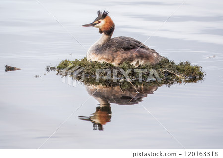Great Crested Grebe, Podiceps cristatus, water bird sitting on the nest, nesting time on the green lake Great Crested Grebe, Podiceps cristatus, water bird sitting on the nest, nesting time on the green lake 120163318