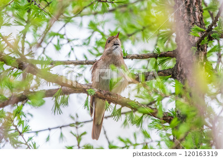Thrush Nightingale, Luscinia luscinia. A bird sits on a tree branch and sings Thrush Nightingale, Luscinia luscinia. A bird sits on a tree branch and sings 120163319