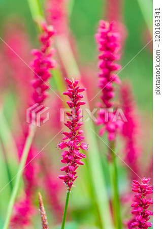 Bistorta amplexicaulis or candle knotweed is a beautiful pink flower 120163341
