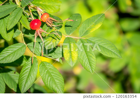 Autumn or summer nature background with rose hips branches with water drops after rain in the sunset light. The rose hip or rosehip, also called rose haw 120163354