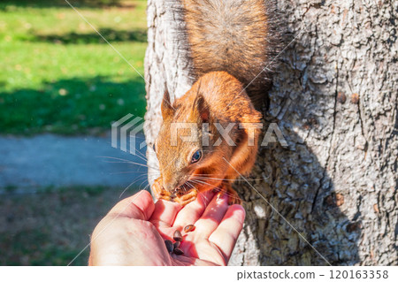 A squirrel in the autumn eats nuts from a human hand. Eurasian red squirrel, Sciurus vulgaris 120163358