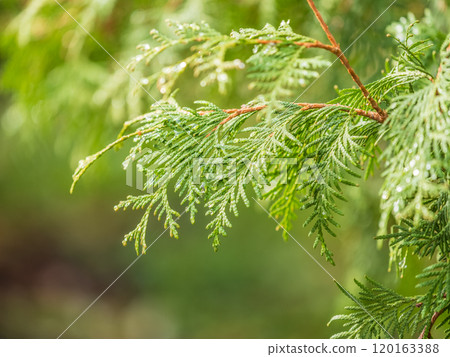 Thuja branches with drops of water after rain. Wet branches in the sunset light. 120163388