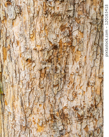 The texture of the bark of an old apple tree 120163418