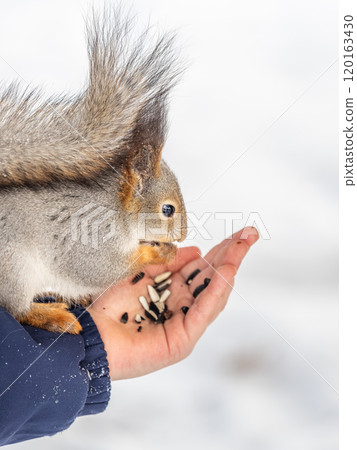 Squirrel eats nuts from a man's hand. Caring for animals in winter or autumn. 120163430