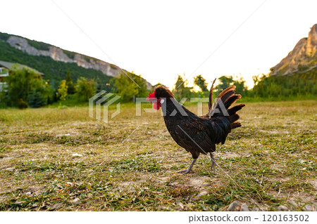 A solitary rooster wandering in a lush green pasture during sunse 120163502