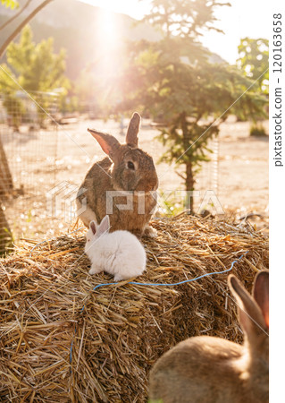 Two rabbits enjoying a sunny afternoon on a straw bale in a peaceful rural setting 120163658