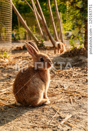 A brown rabbit sitting calmly on a sunny day at a farm A brown rabbit sitting calmly on a sunny day at a farm 120163751