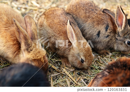 Brown rabbit stands among a group of other rabbits in a sunny outdoor setting Brown rabbit stands among a group of other rabbits in a sunny outdoor setting 120163831
